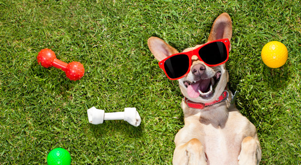 Dog in sunglasses on the grass