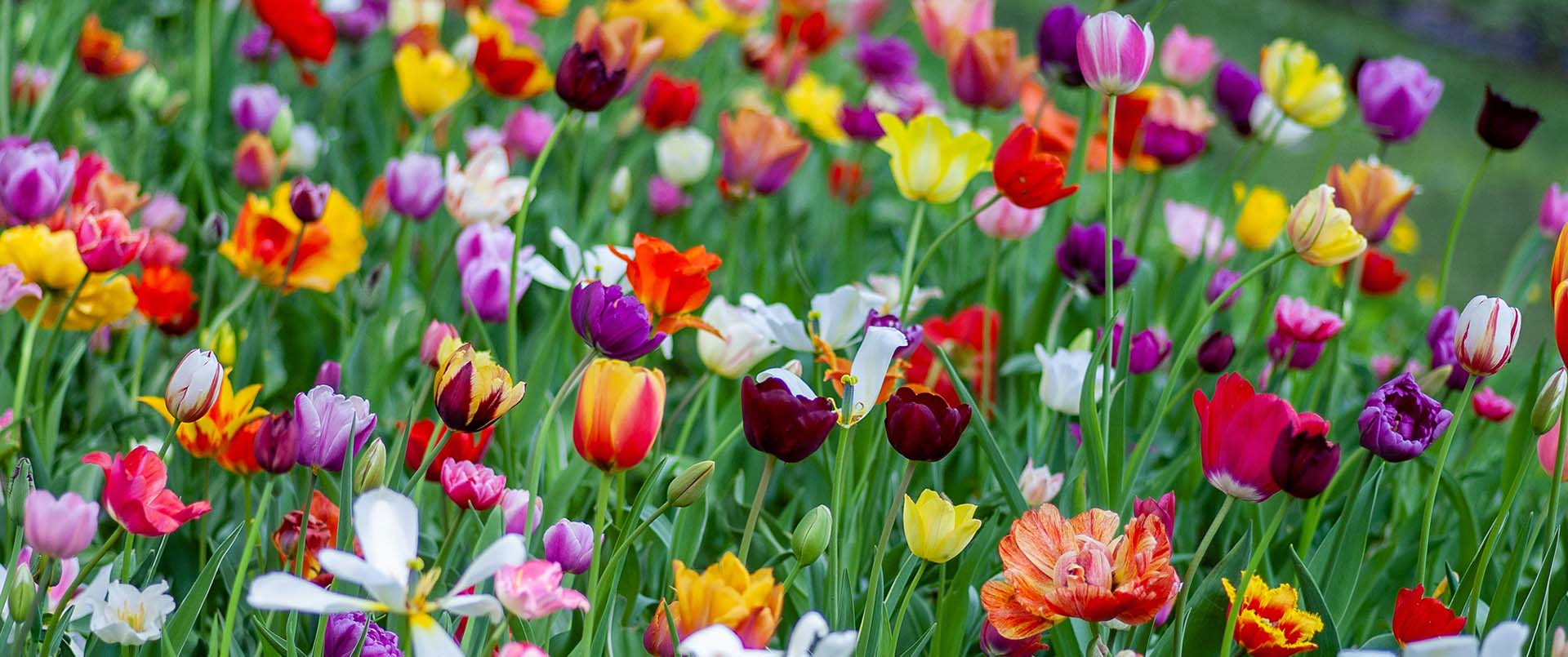 A field of brightly coloured assorted tulips