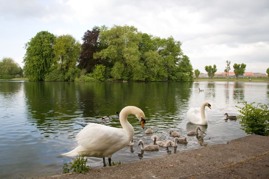 Alvaston Park Swans
