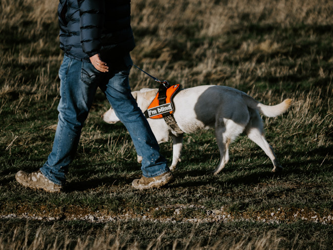 A man is walking a white dog on a lead which is wearing an orange high vis harness
