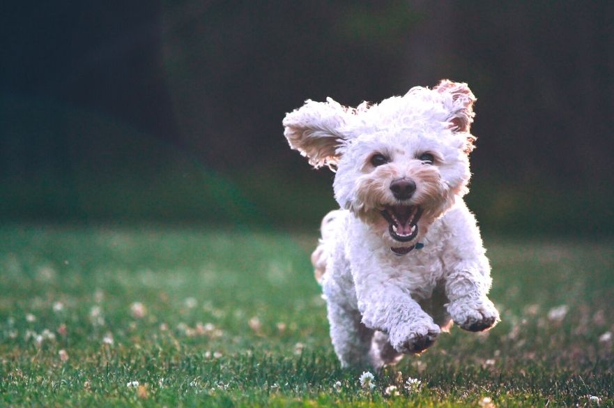 small white dog running in park