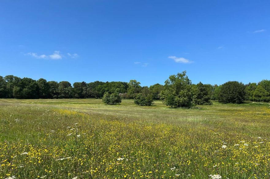 large open field with wildflowers and bright blue sky.