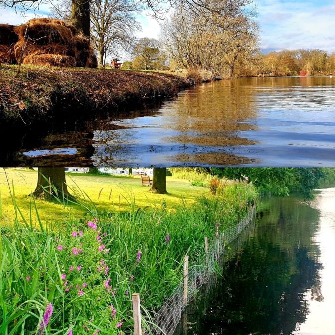 Images showing the bank of the lake at Markeaton Park before and after planting work