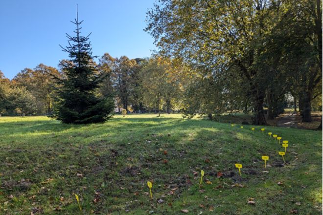 green space surrounded by trees with yellow markers in the ground.