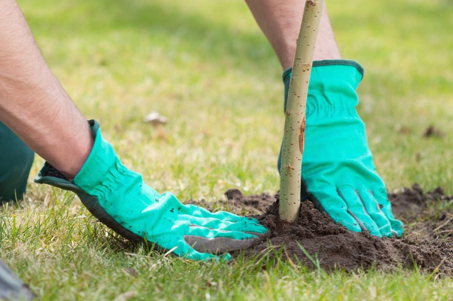 Person planting small tree in the ground